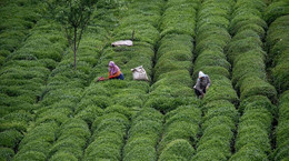 Çayda Üretim Devrimi Kurultayı